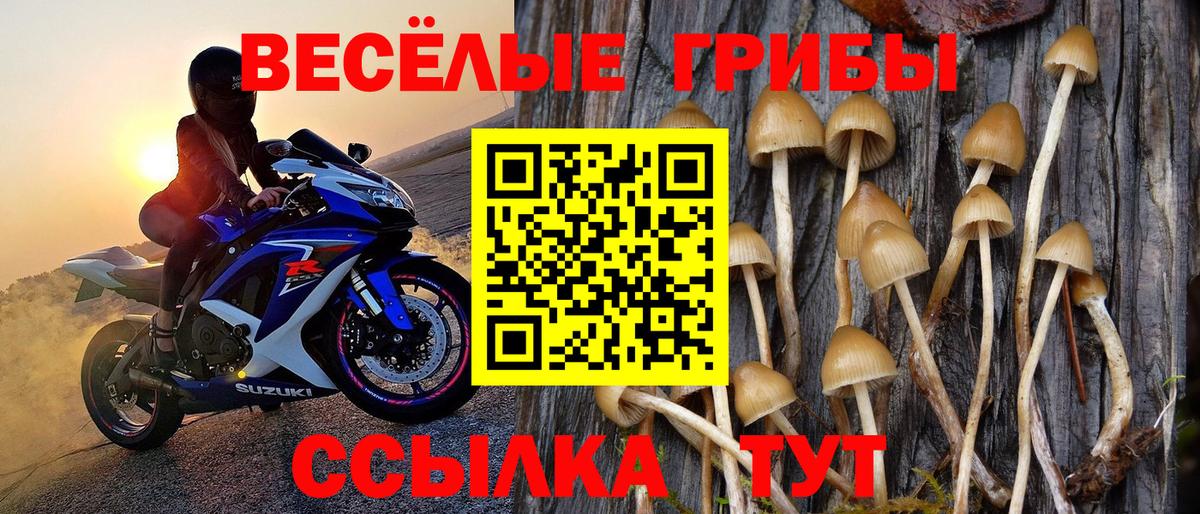 Галлюциногенные грибы Psilocybine cubensis Чебоксары